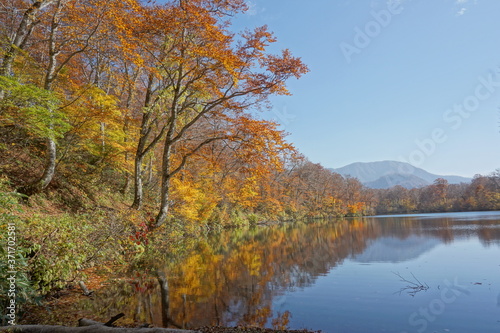 Colorful foliage tree reflections in calm pond water on a beautiful autumn day in Japan