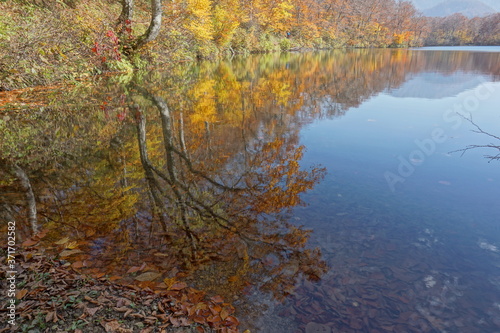 Colorful foliage tree reflections in calm pond water on a beautiful autumn day in Japan