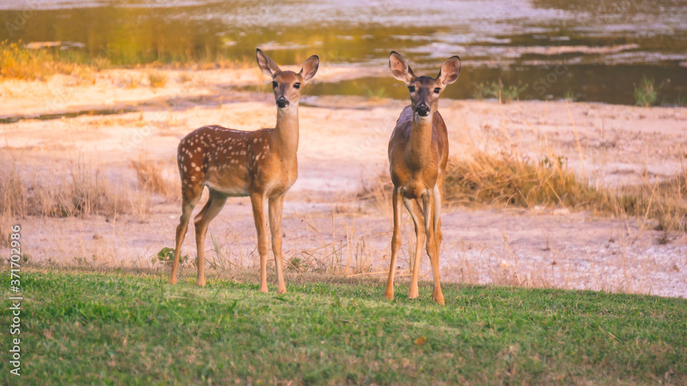 Deer by the creek Deer by the creek