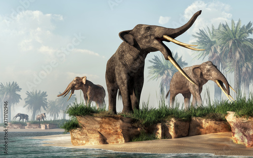 A herd of stegotetrabelodons foraging on the shore.  Stegotetrabelodon is an extinct, four tusked, prehistoric cousin of the elephant, a type of gomphothere of the Micoene.  3D Rendering photo
