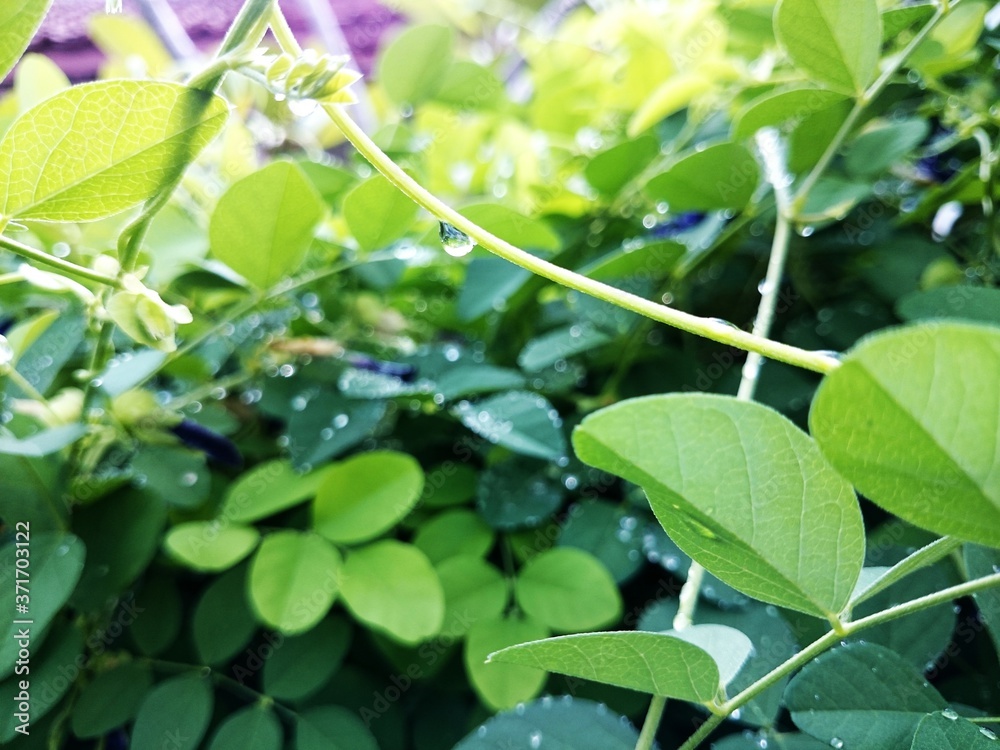 green leaves in the garden green leaves in the garden