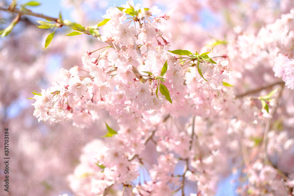 しだれ桜