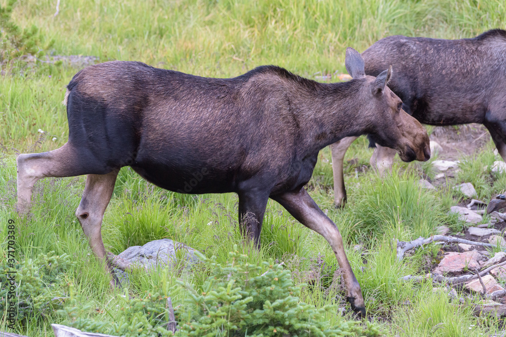 Moose in the Colorado Rocky Mountains. Cow Moose defending her calf. Moose in the Colorado Rocky Mountains. Cow Moose defending her calf.