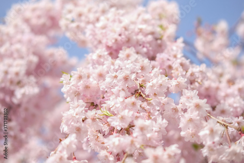 しだれ桜