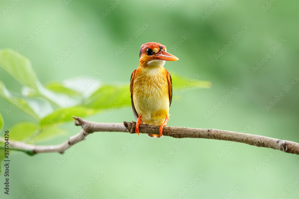 Fototapeta premium Close-Up Of Oriental Dwarf Kingfisher Perching On Branch
