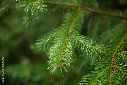 Detal of wet fern leaves after rain