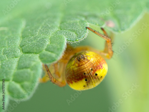 P1010150 abdomen of a pretty sixspotted orbweaver spider, Araniella displicata, Deas Island, BC cECP 2020 photo