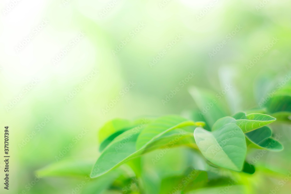 Closeup nature view of green leaf and gentle sunlight on blurred greenery background in the forest with copy space using as background natural green plants landscape, ecology, fresh wallpaper concept. Closeup nature view of green leaf and gentle sunlight on blurred greenery background in the forest with copy space using as background natural green plants landscape, ecology, fresh wallpaper concept.