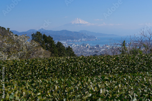 日本平の茶畑と富士山