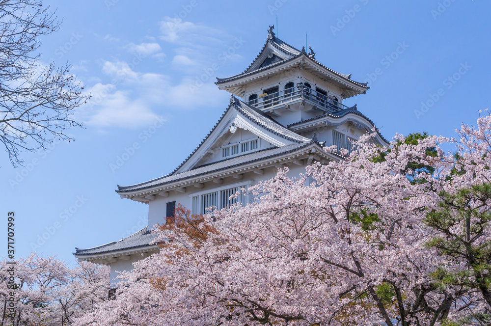 豊公園の桜 豊公園の桜