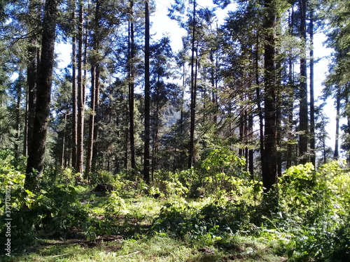 Sierra Chincua, Michoacán, México photo