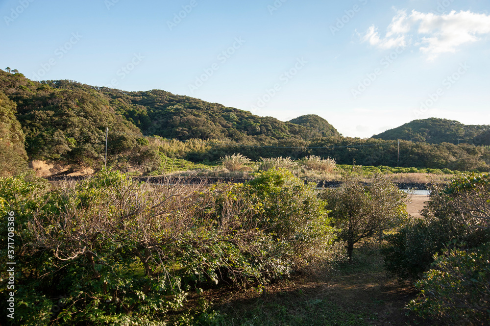 種子島の阿嶽川のマングローブ林