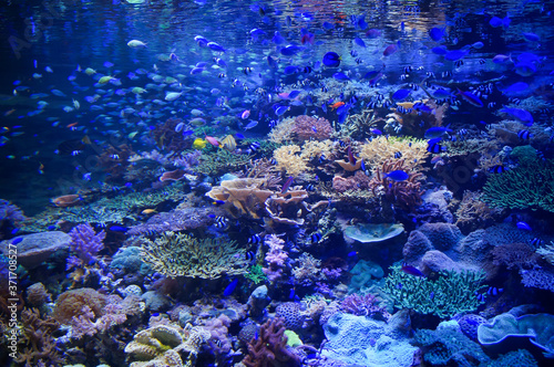 Fototapeta Naklejka Na Ścianę i Meble -  サンゴ礁