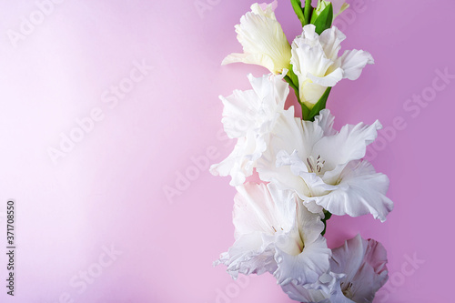 Flat lay layout with beautiful white gladiolus flowers on pastel pink background. Invitation greeting card for Mothers  Father or Grandparent s Day. Copy space for text