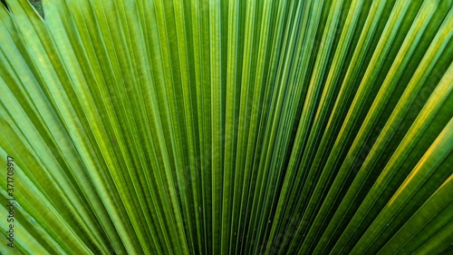 Close up leaves fiji fan palm with natural abstact texture. suitable for natural background