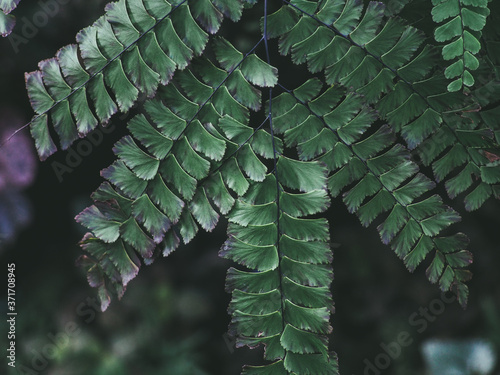 Green leaf nature vintage background photo