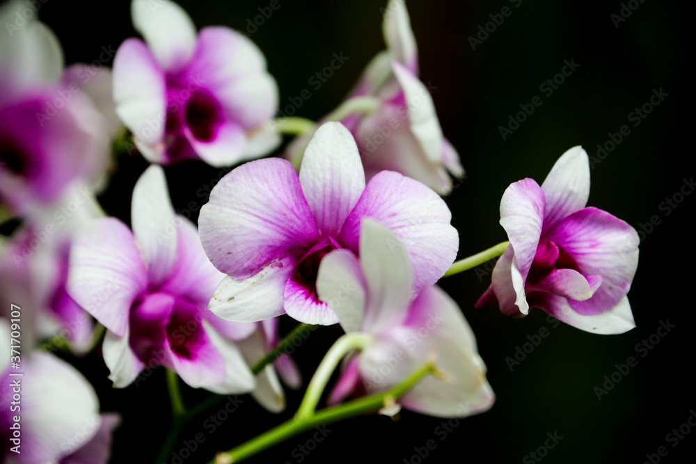 Close up of beautiful Orchid flower nature on dark background Close up of beautiful Orchid flower nature on dark background
