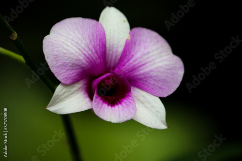 Fototapeta Naklejka Na Ścianę i Meble -  Close up of beautiful Orchid flower nature on dark background