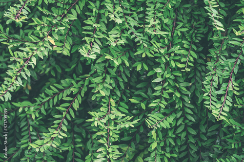 Green leaf nature vintage background