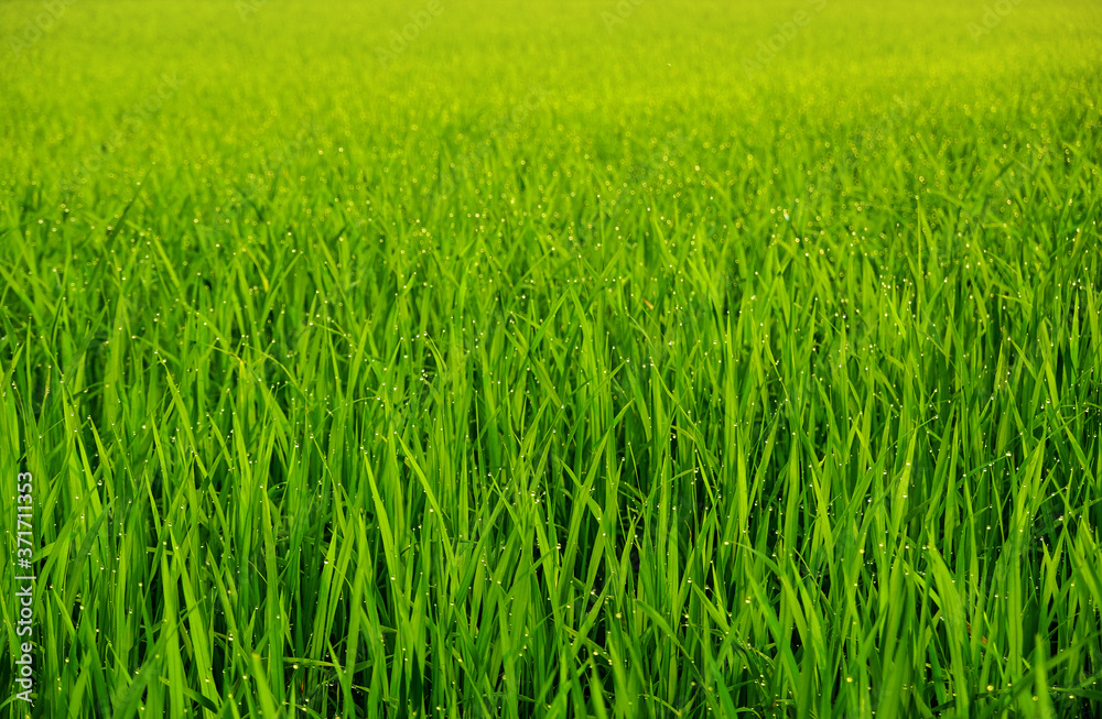 Green Rice Field in the Morning at Phitsanulok, Thailand Green Rice Field in the Morning at Phitsanulok, Thailand