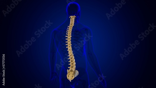 Human Skeleton Vertebral Column Vertebrae Anatomy