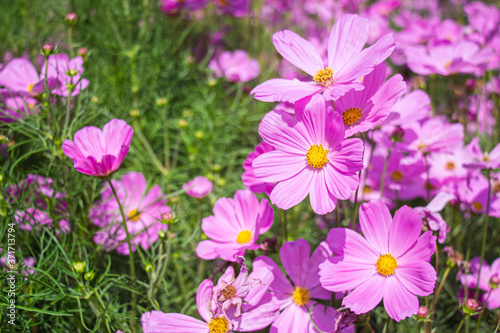 Pink mexican aster flowers in garden bright sunshine day on a background of green leaves. Cosmos bipinnatus.