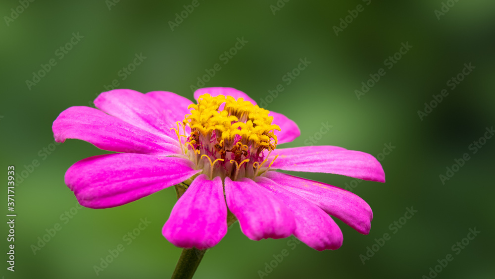 Closeup portrait pink Zinnia with blurry green background. Closeup portrait pink Zinnia with blurry green background.