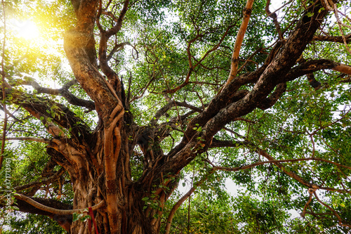 The leaves and branches of the Giant Bodhi tree (Bo Tree, Pipal Tree,Peepul tree,Sacred tree,Sacred fig Tree) in buddhist temple with sunlight in nature, taken in Thailand. photo