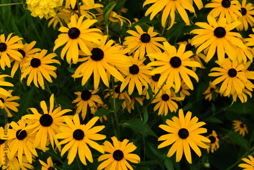 gerbera gerbera