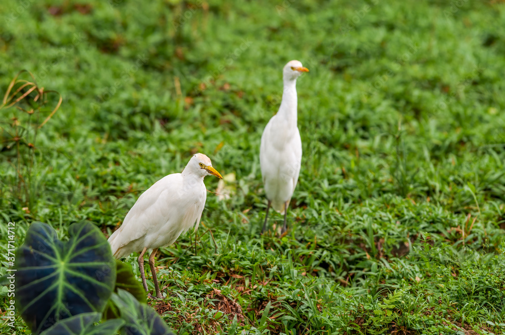 Cattle Egret (Bubulcus ibis) in tropical forest of Papaturro River area, Nicaragua Cattle Egret (Bubulcus ibis) in tropical forest of Papaturro River area, Nicaragua