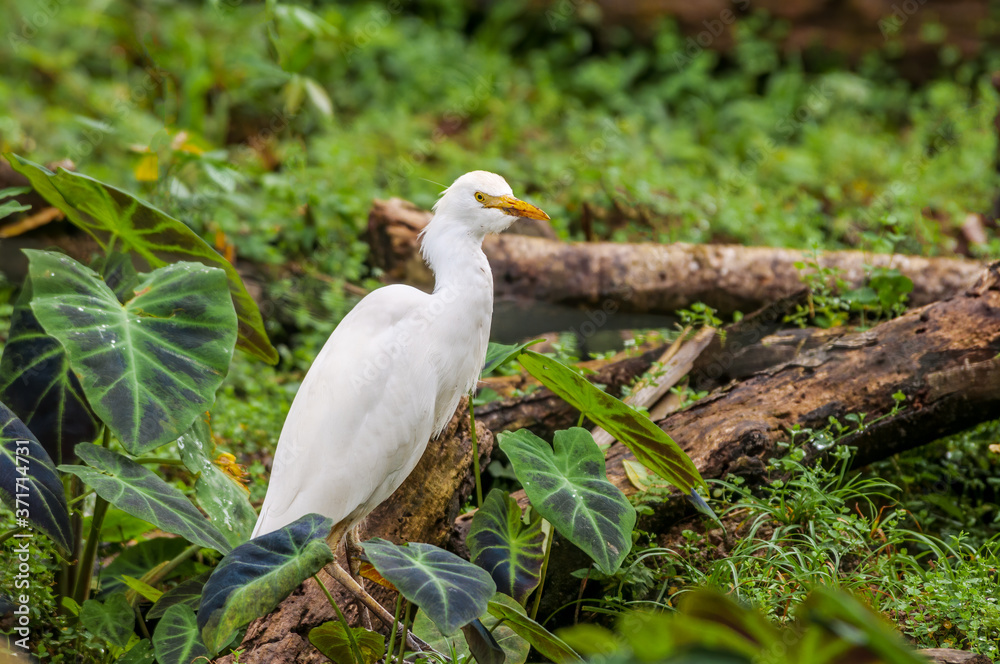 Cattle Egret (Bubulcus ibis) in tropical forest of Papaturro River area, Nicaragua Cattle Egret (Bubulcus ibis) in tropical forest of Papaturro River area, Nicaragua