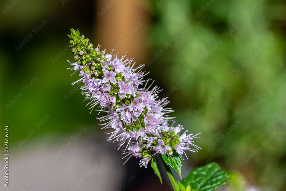 Macro abstract view of tiny pink flower blossoms on a stem of a blooming peppermint herb plant Macro abstract view of tiny pink flower blossoms on a stem of a blooming peppermint herb plant