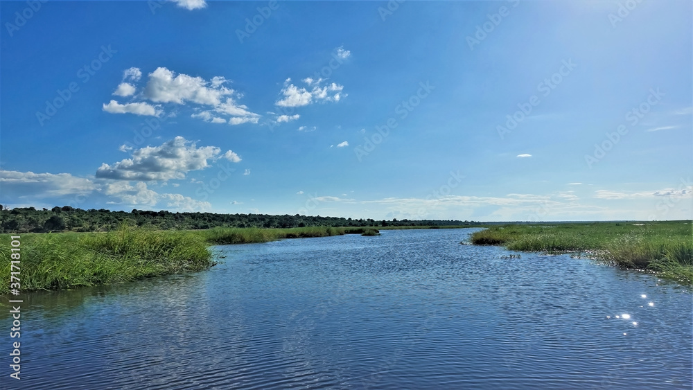 Calm, peaceful summer landscape. The blue river flows between green grassy banks. Far away the forest. There are light clouds in the azure sky. Sunny day. Botswana. Chobe.