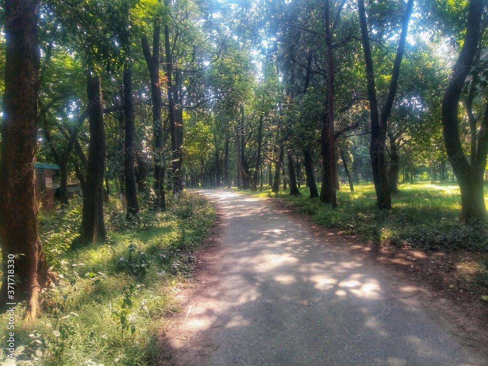 Obraz premium road in the forest