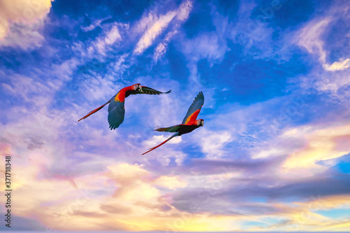 Scarlet Macaw parrots in the Osa Peninsula, Costa Rica, at sunset
