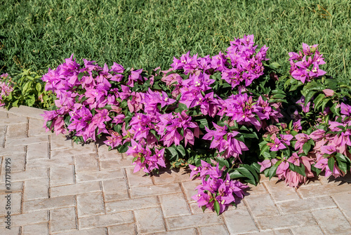 Wallpaper Mural Paper Flower (Bougainvillea glabra) in garden, Nicaragua Torontodigital.ca
