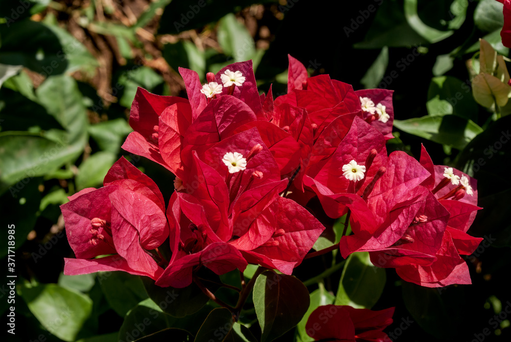 Paper Flower (Bougainvillea glabra) in garden, Nicaragua Paper Flower (Bougainvillea glabra) in garden, Nicaragua
