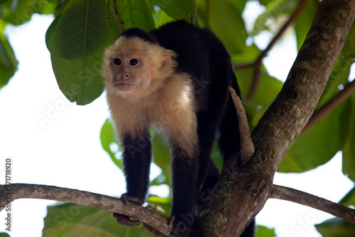 Capuchin Monkeys in trees near the beach at Manuel Antonio National Park, Costa Rica
