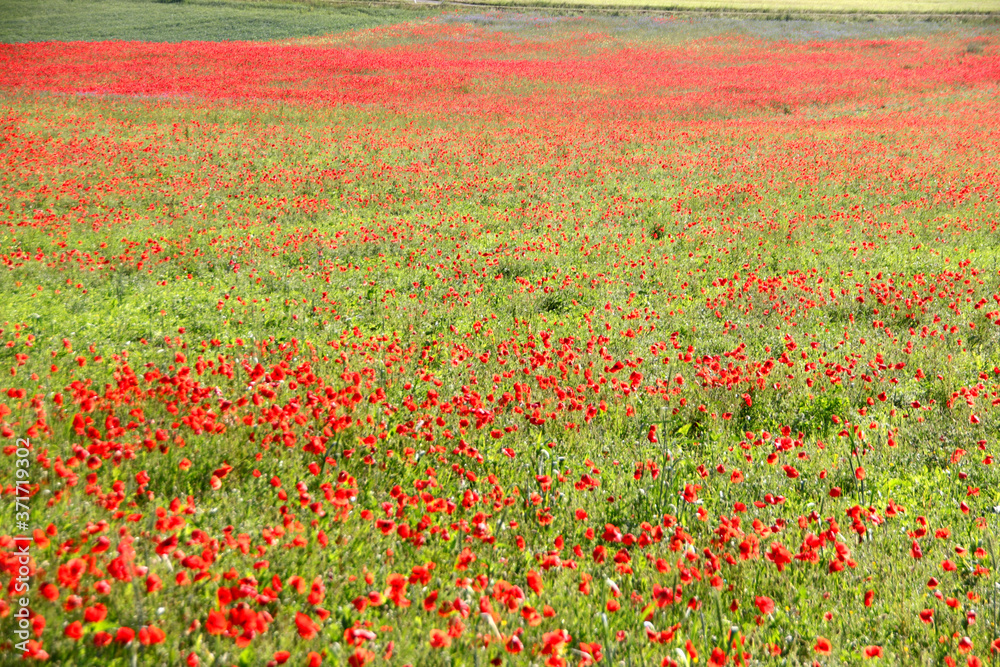 Mohn