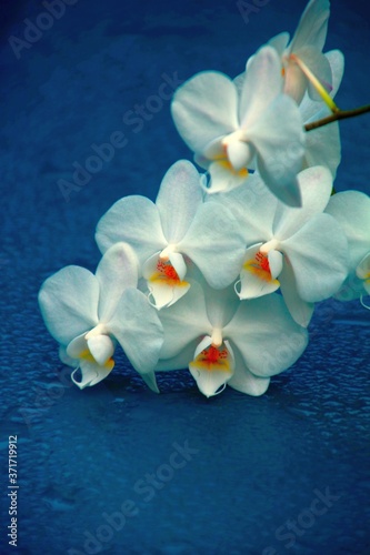 orchidee trauerkarte