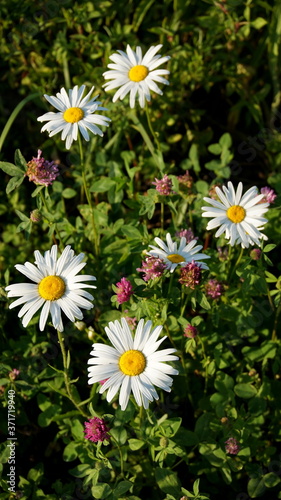 white daisies growing among clovers