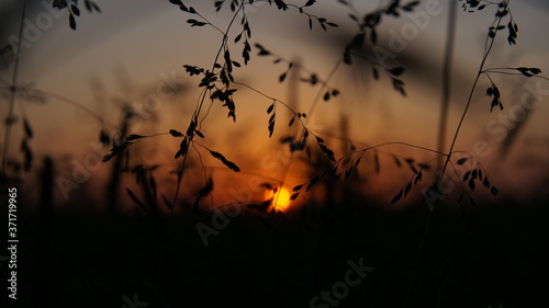 sunset on a dark meadow