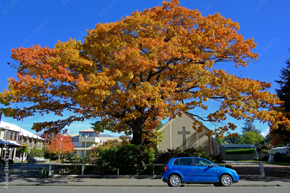 Garden Queenstown With house and car park and mountain background Garden Queenstown With house and car park and mountain background