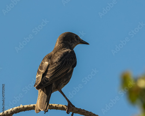 Young Starling (Sturnus vulgaris) perched on Spring branch against blue sky