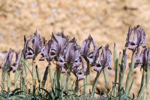 Arid Iris acutiloba in Caucasus, Republic of Dagestan, Russia photo