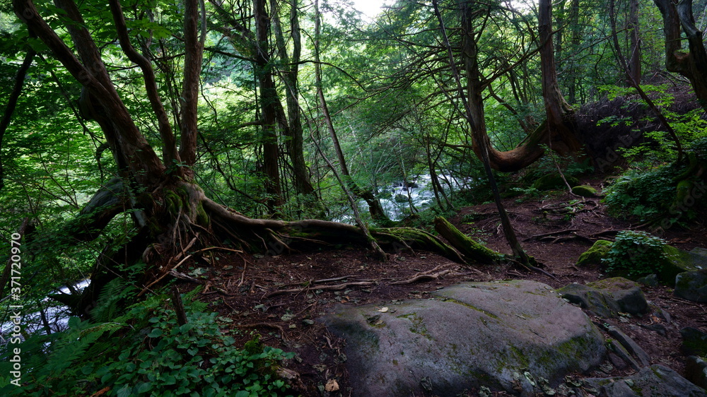 原始林のように古くて大きな木が多い森の風景