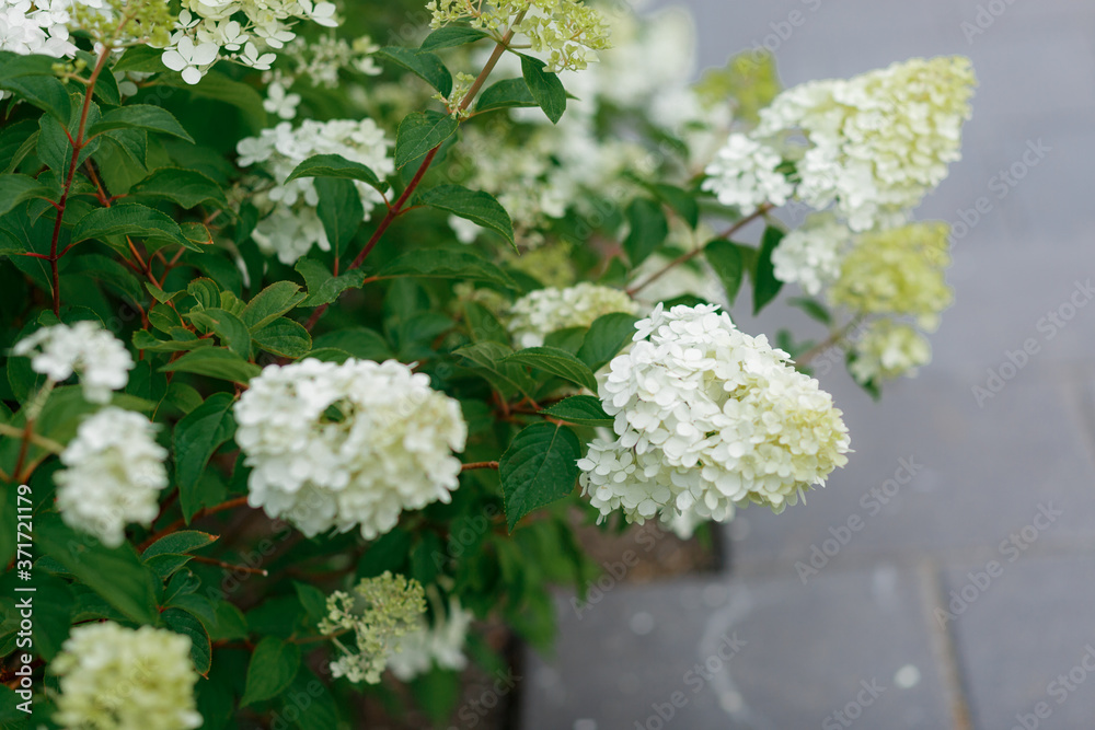 bouquet of white hydrangea flower blossom in morning garden bouquet of white hydrangea flower blossom in morning garden