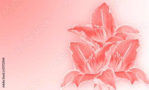 Monochrome flowers day lilies on gradient background. Copy space