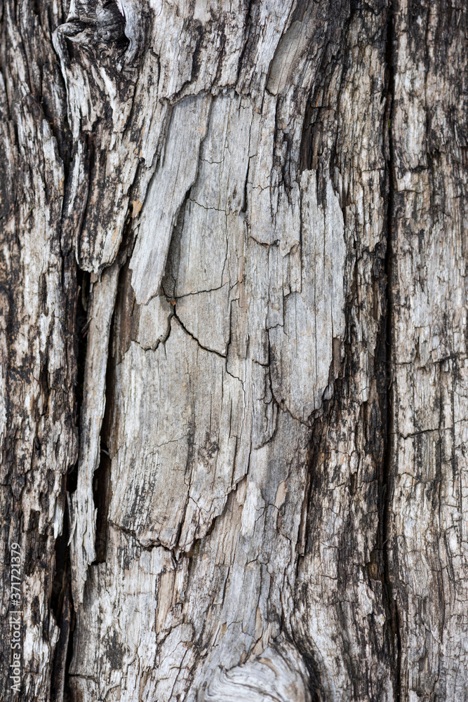 Fototapeta premium Rough texture of dry old wood