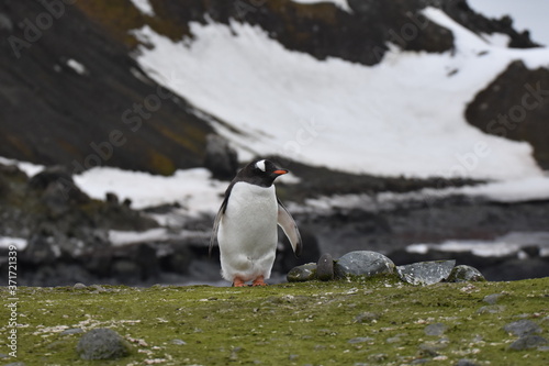 Gentoo penguin in Barrientos Island  Antarctica